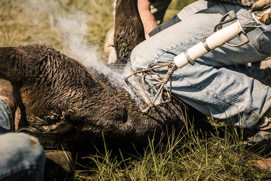 Close-up of young coe being branded. Cody, Wyoming, USA