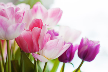Fototapeta na wymiar pink and purple tulips with green leaves close up on white background