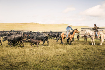 Cowboy riding his horse with lasso during a branding. Cody, Wyoming, USA