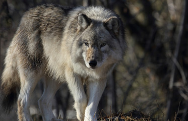timber wolf in forest during winter