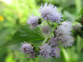 a bunch of white flowers grow fresh and beautiful