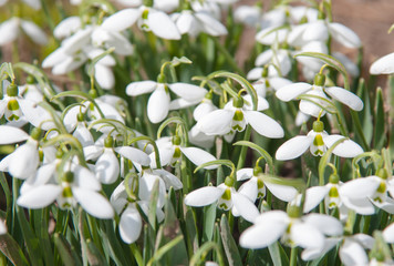 snowdrops, beautiful spring flowers of white color close-up. delicate white snowdrops. first spring flowers