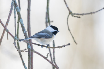 Black-capped Chickadee.Poecile atricapillus