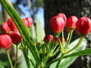 red flowers with little green leaves