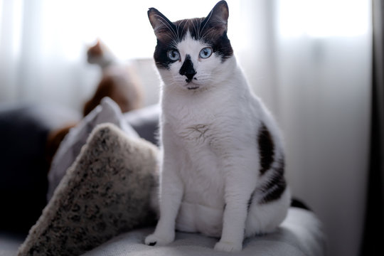 gato blanco y negro de ojos azules con una mancha negra en la nariz, mira  profundamente a la camara.   gato difuminado al fondo