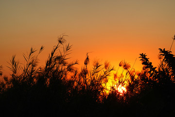 Obraz premium silhouette of grass with the sunset sky background, beautiful nature