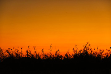 silhouette of grass with the sunset sky background, beautiful nature