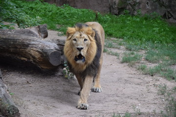 Zoo, Tier, Nürnberg, Wild, Natur