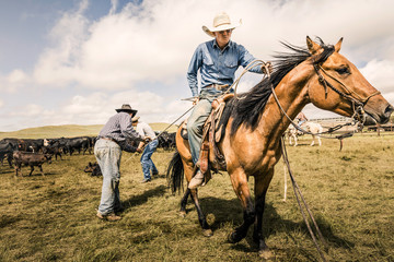 Cowboy riding his horse with lasso during a branding. Cody, Wyoming, USA