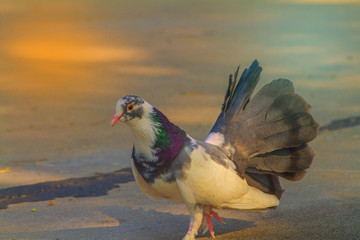 pigeon