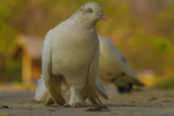portrait of a pigeon