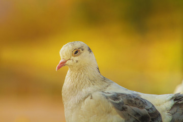 portrait of a pigeon