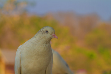 portrait of a pigeon