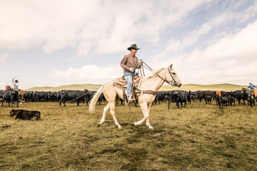 Cowboy riding his horse in pen during a branding. Cody, Wyoming, USA