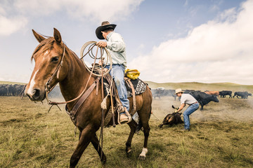 Cowboy riding his horse with lasso during a branding. Cody, Wyoming, USA