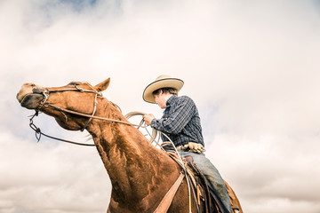 Cowboy riding his horse with lasso during a branding. Cody, Wyoming, USA