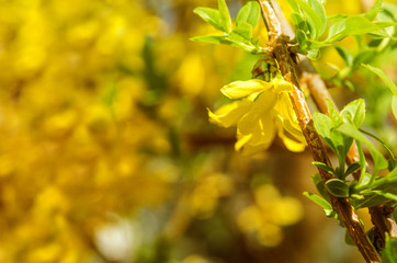 willow branch in the spring for holidays or with leaves