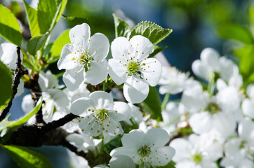 Lovely delicate cherry blossom in warm spring weather for background