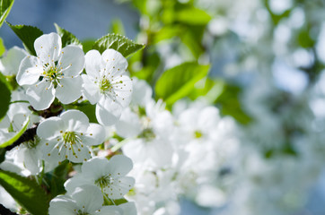 Lovely delicate cherry blossom in warm spring weather for background
