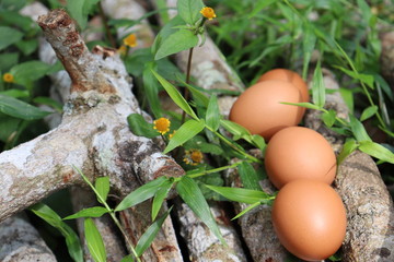 eggs in nest