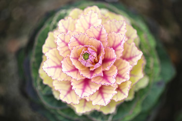 ハボタン　プラチナケール