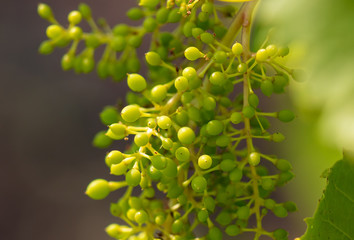 Small berries on a bunch of grapes.