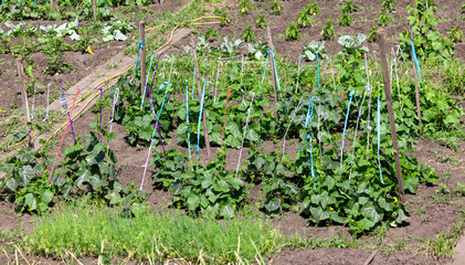 Cucumber plants in the garden.