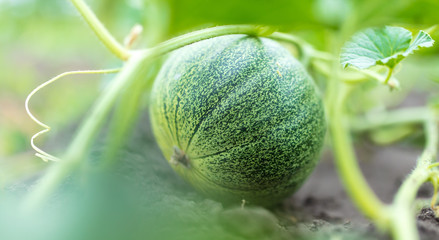 Melon grows on the ground.