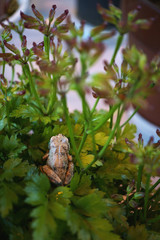 Japanese tree frog hiding in a potted plant. They are free to change their body color and are now gray.