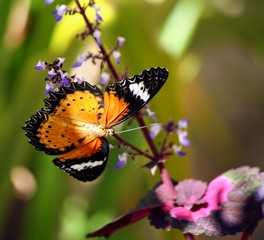 butterfly on flower
