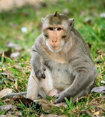 Primate