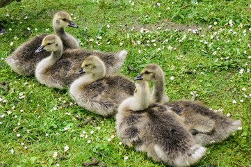 family of ducklings