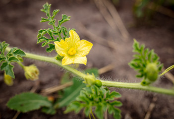 Yellow flower on a watermelon.