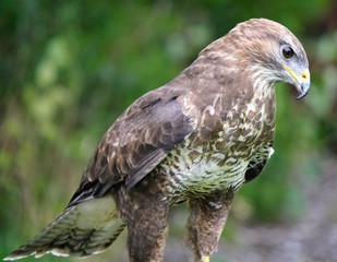 portrait of a hawk