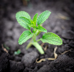 Mint sprout in the ground.