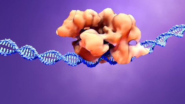 CRISPR-Cas9 proteins recognize and cut foreign pathogenic DNA