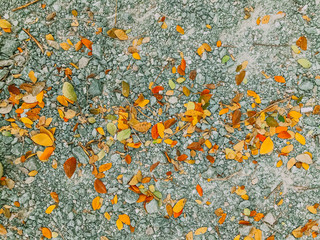 Leafs are falling on the ground floor