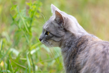 Portrait of a kitten in the garden.