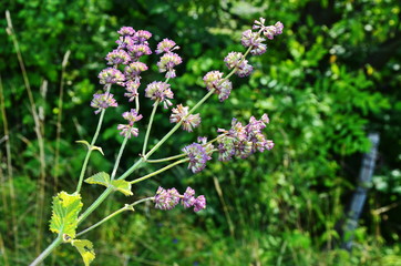In the wild, it blooms among grasses Salvia verticillata
