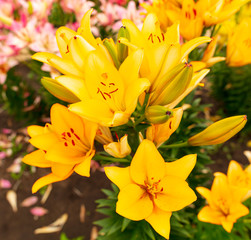 Obraz premium Yellow flower in the park.