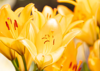 Obraz premium Yellow flower in the park.
