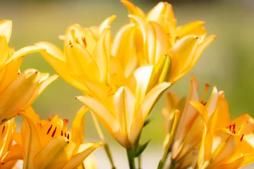 Abwaschbare Fototapete Honigfarbe Gelbe Blume im Park.