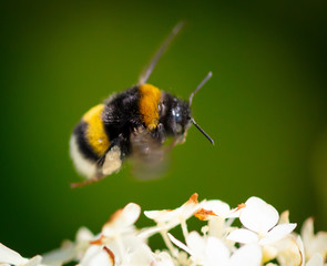 A bee in flight over a white flower