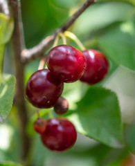 Ripe cherry on the branches of a tree.