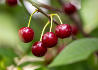 Ripe cherry on the branches of a tree.