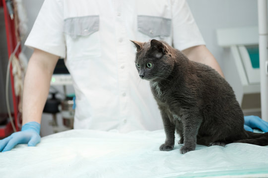 Cat visiting vet for regular check up