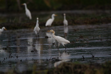 Catlle egret is looking for food in the fields