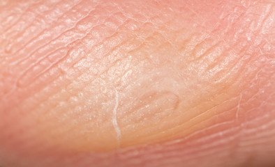 Fototapeta premium Corn on the finger as a background