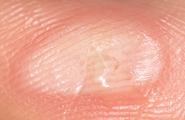 Fototapeta premium Corn on the finger as a background
