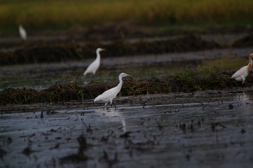 Catlle egret is looking for food in the fields